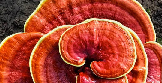 Reishi mushroom and turmeric